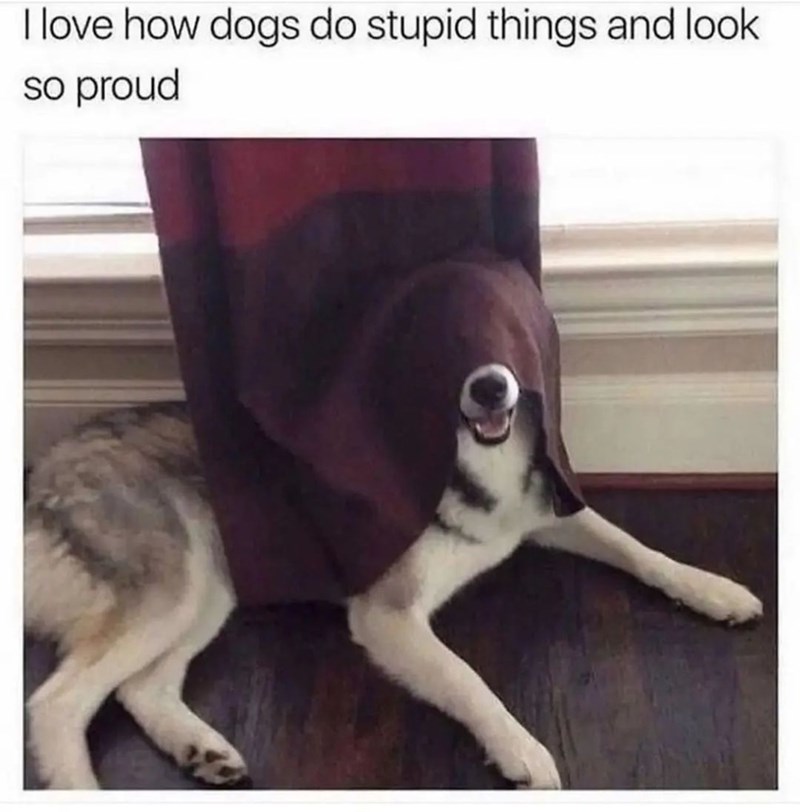 I love how dogs do stupid things and look so proud