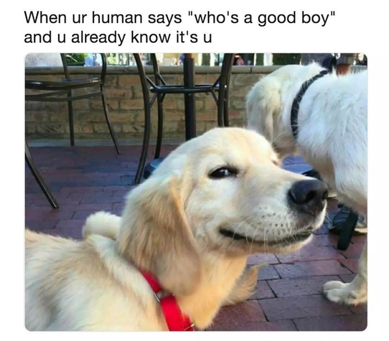 When ur human says "who's a good boy" and u already know it's u