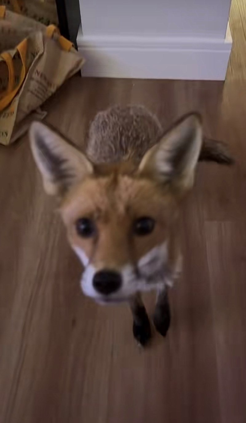 Cheezburger Image 10616094976