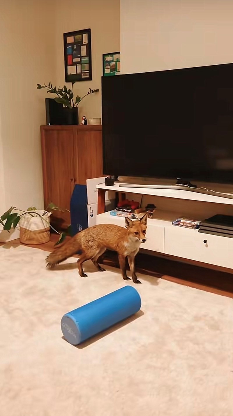 Cheezburger Image 10616095488