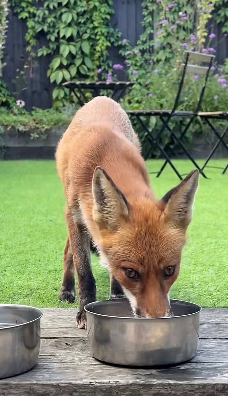 Cheezburger Image 10616096000