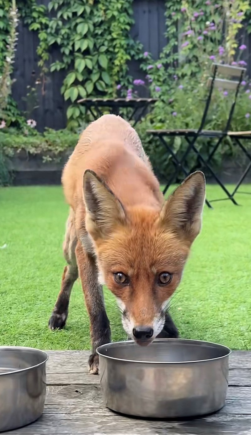 Cheezburger Image 10616096256