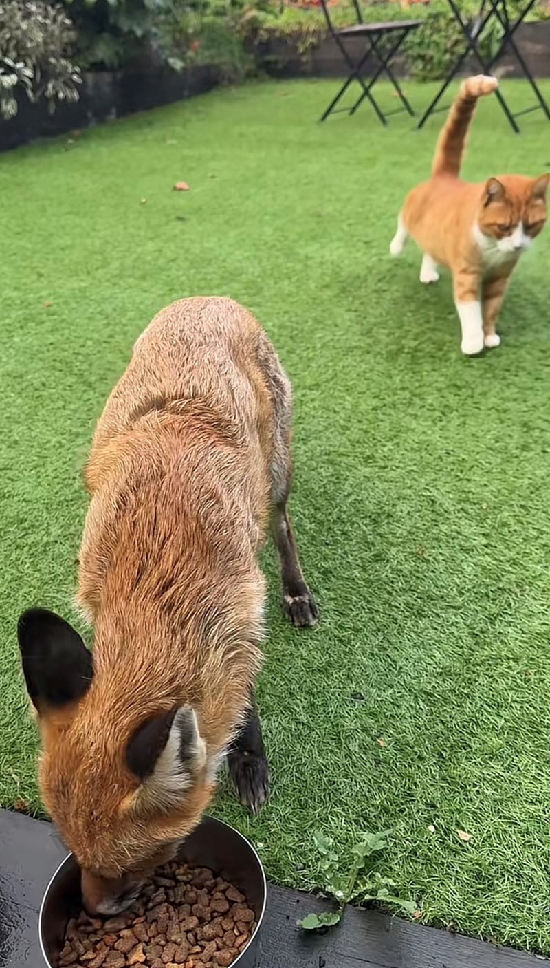 Cheezburger Image 10616097024