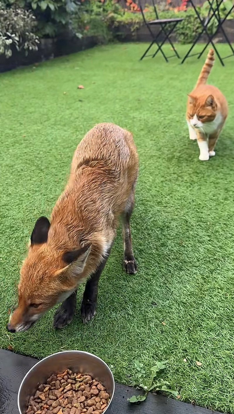 Cheezburger Image 10616097280