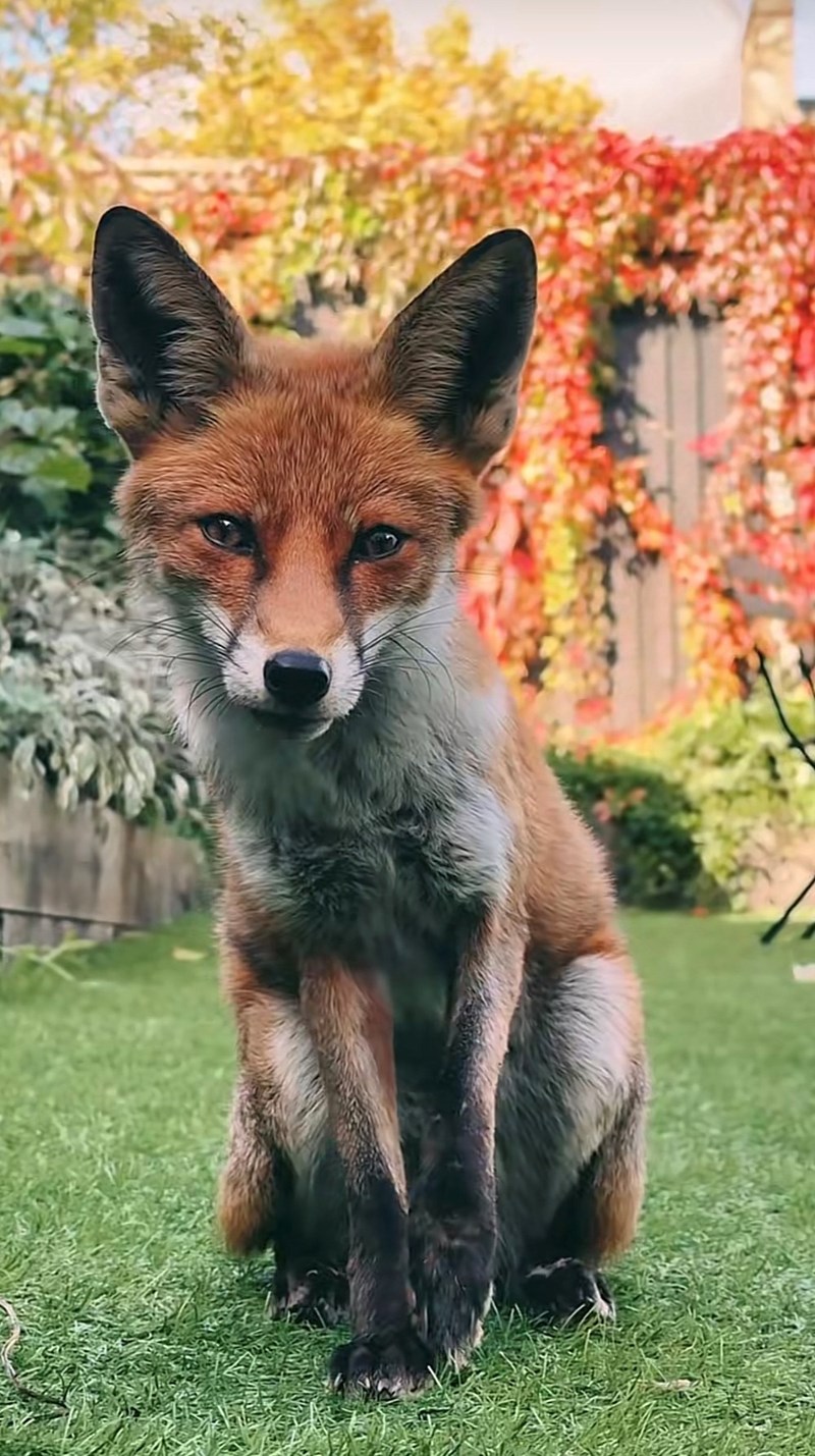 Cheezburger Image 10616097536