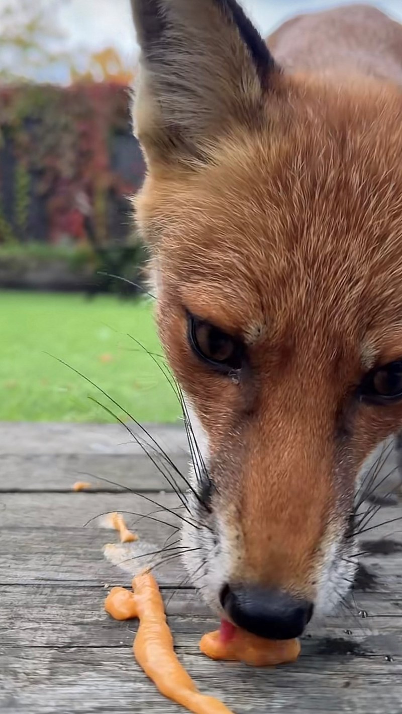 Cheezburger Image 10616097792