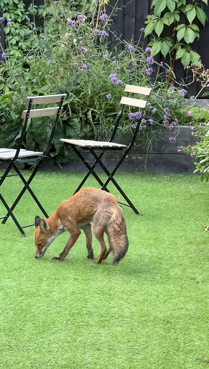 Cheezburger Image 10616098048