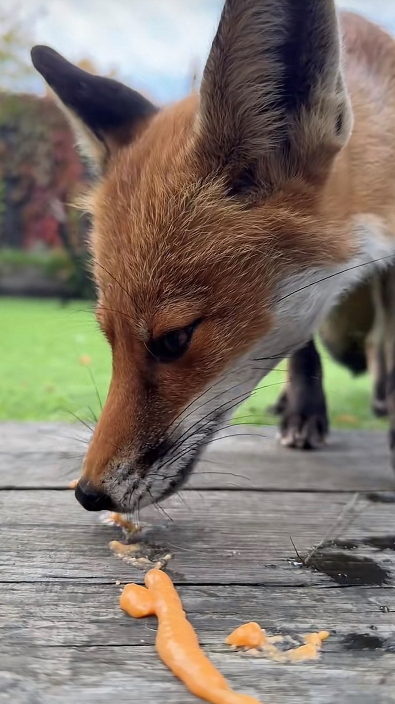 Cheezburger Image 10616098304