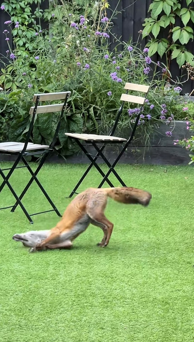 Cheezburger Image 10616098560