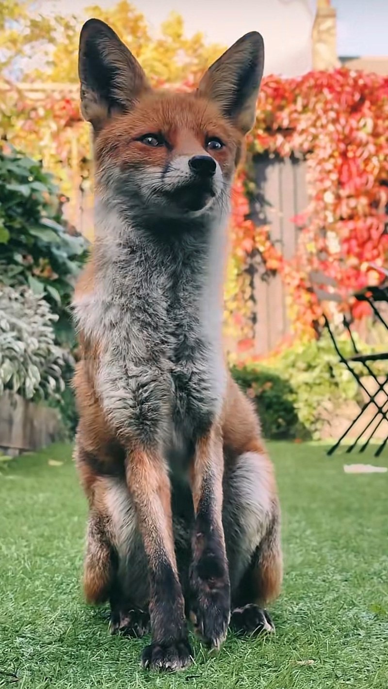 Cheezburger Image 10616098816