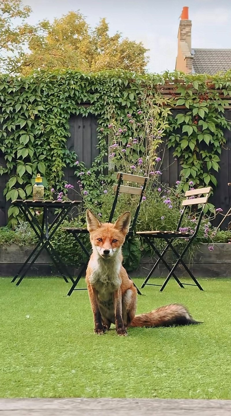 Cheezburger Image 10616099072