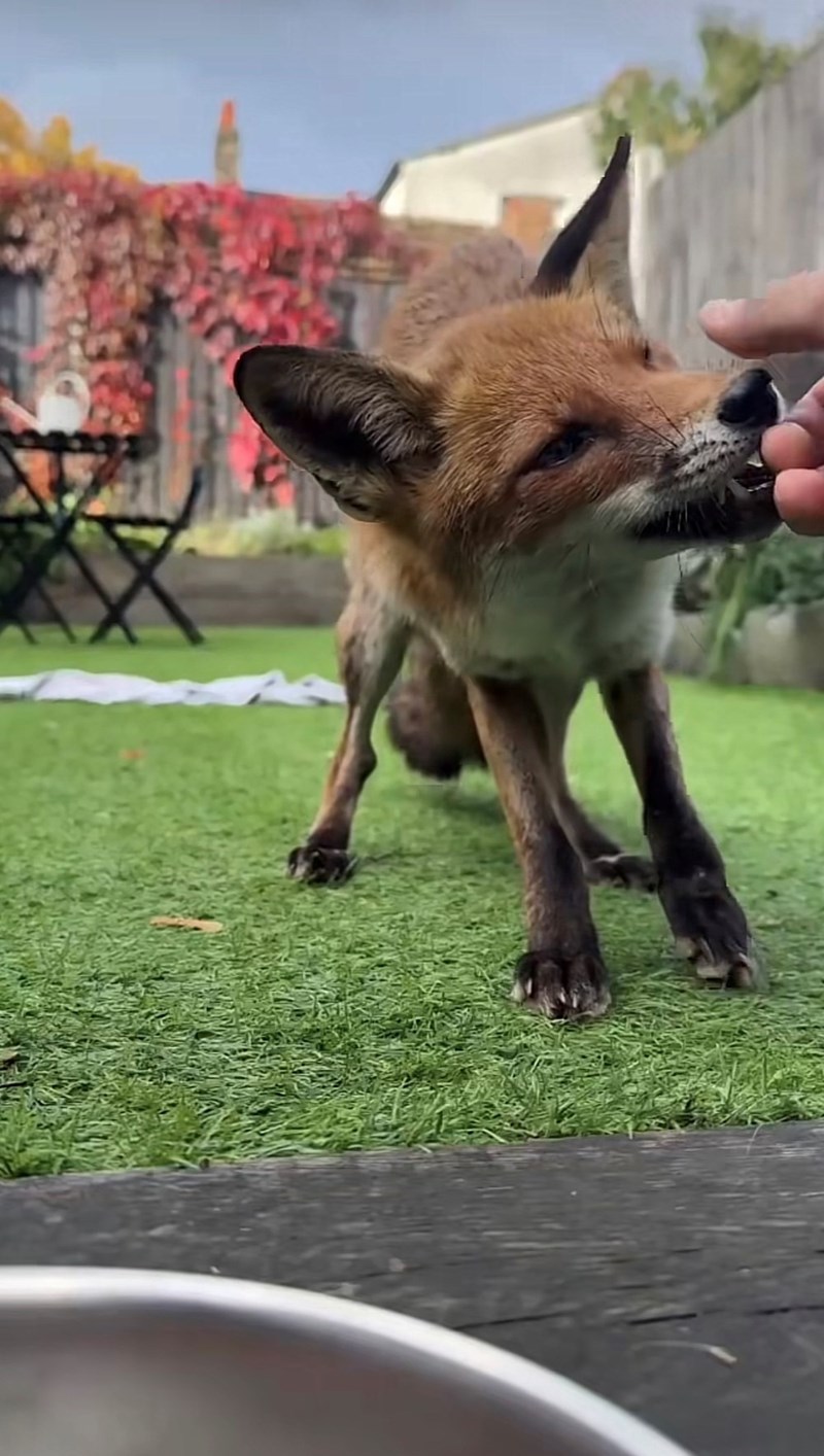 Cheezburger Image 10616099328