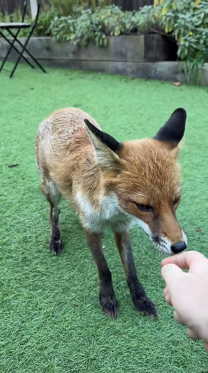 Cheezburger Image 10616099840