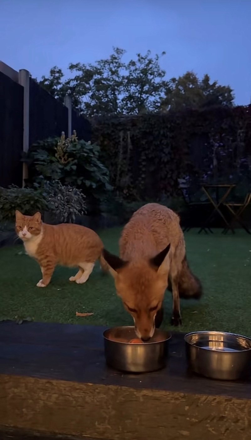 Cheezburger Image 10616100096