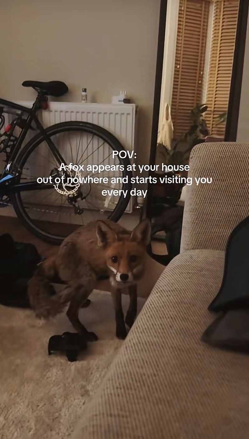 POV: A fox appears at your house out of nowhere and starts visiting you every day