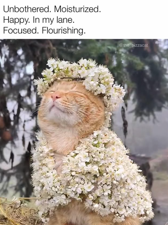 Unbothered. Moisturized. Happy. In my lane. Focused. Flourishing. @the_pizzacat