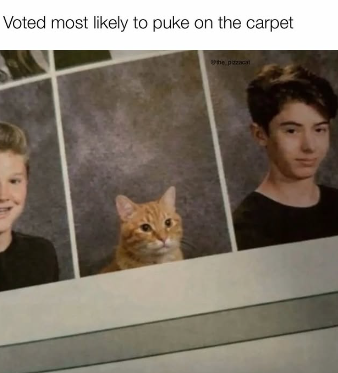 Voted most likely to puke on the carpet @the_pizzacat