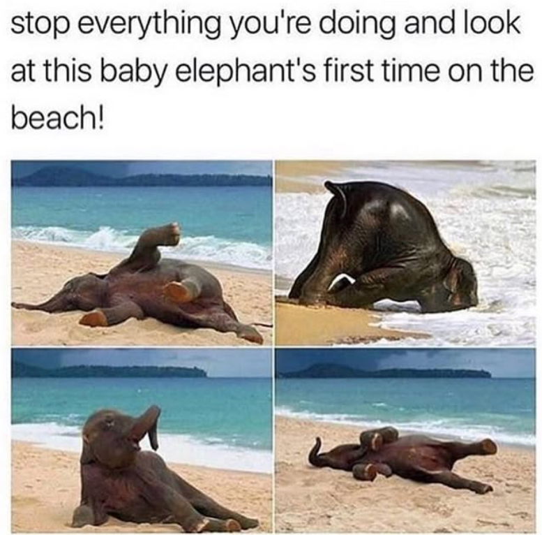 stop everything you're doing and look at this baby elephant's first time on the beach!