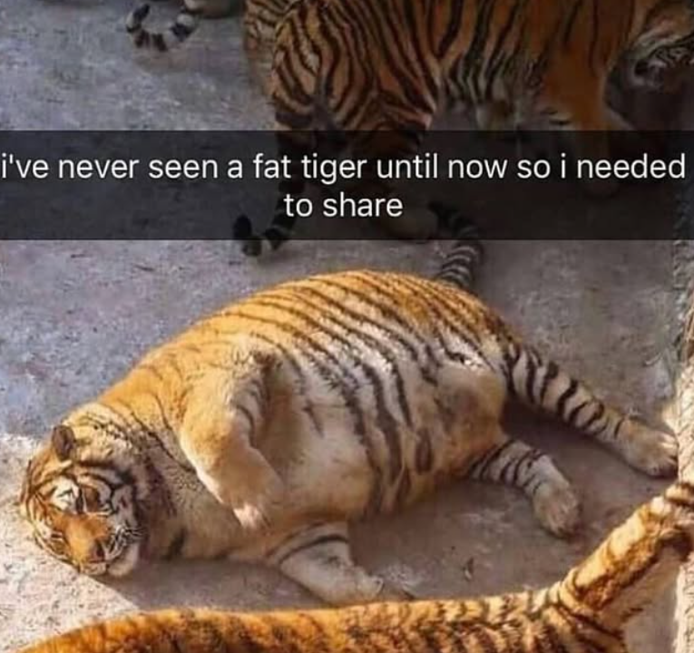 i've never seen a fat tiger until now so i needed to share