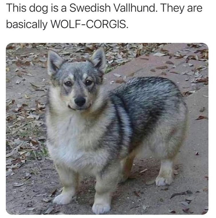 This dog is a Swedish Vallhund. They are basically WOLF-CORGIS.