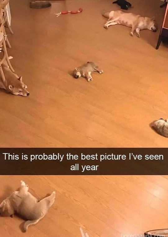 This is probably the best picture I've seen all year boredpanda rom