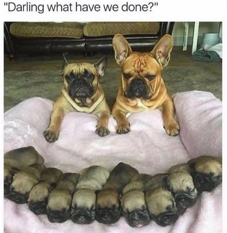 "Darling what have we done?"