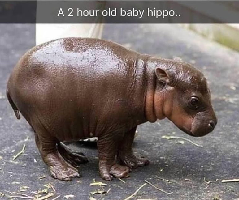 A 2 hour old baby hippo..