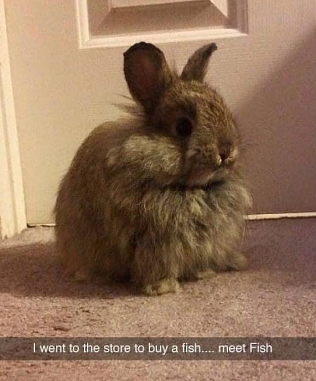 I went to the store to buy a fish.... meet Fish