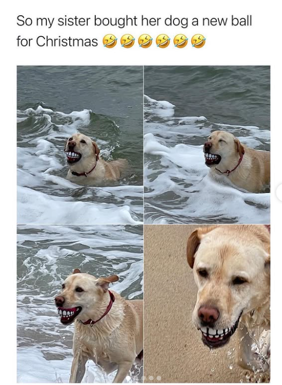 So my sister bought her dog a new ball for Christmas