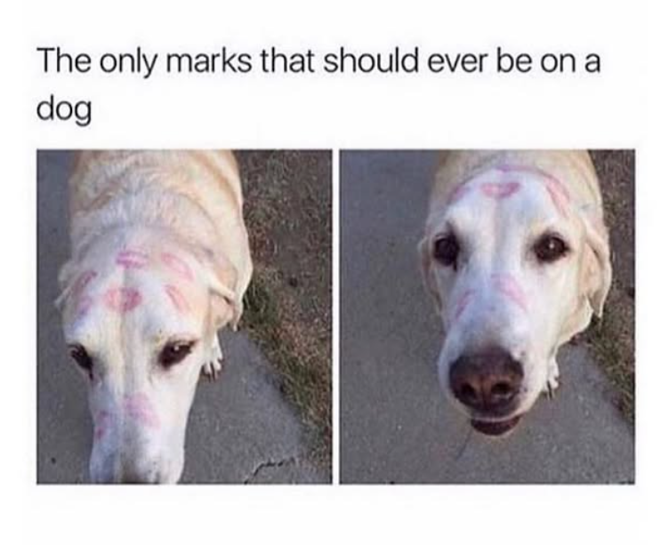 The only marks that should ever be on a dog