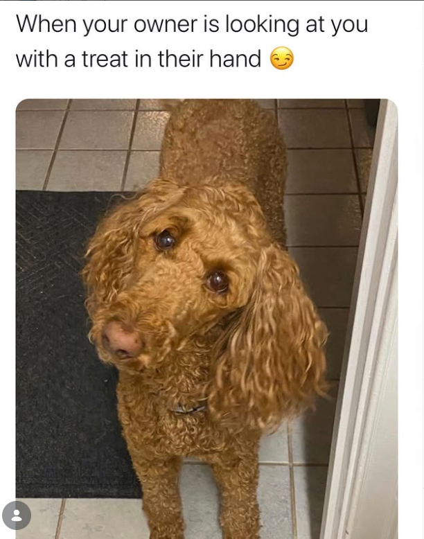 When your owner is looking at you with a treat in their hand