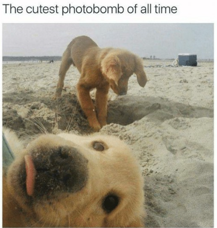 The cutest photobomb of all time