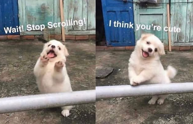 Wait! Stop Scrolling! I think you're cute