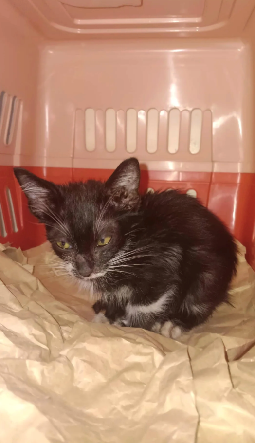 Cheezburger Image 10616117504