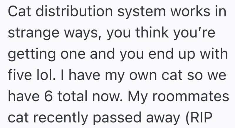 Cat distribution system works in strange ways, you think you're getting one and you end up with five lol. I have my own cat so we have 6 total now. My roommates cat recently passed away (RIP