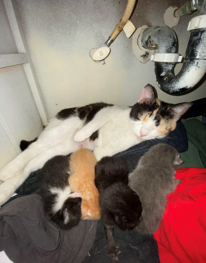 Cheezburger Image 10616136192