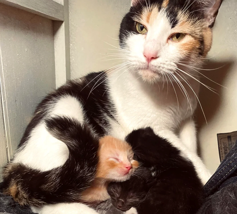 Cheezburger Image 10616136448