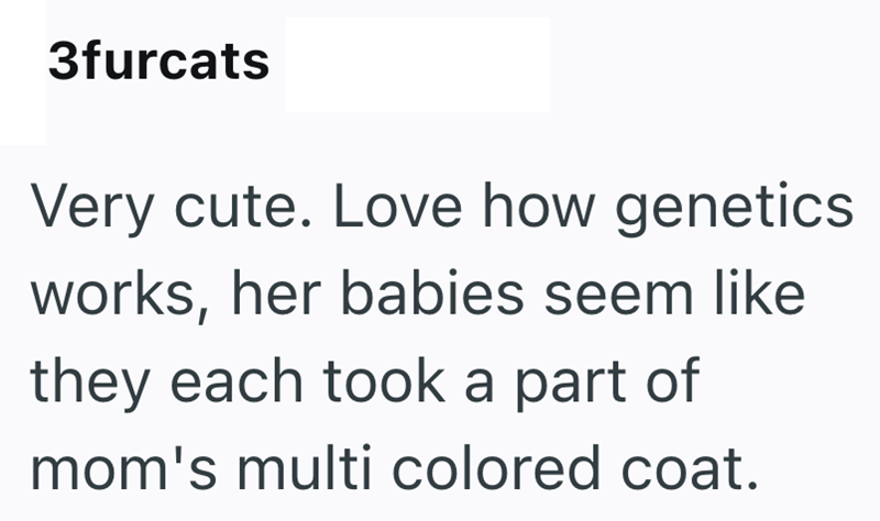 3furcats Very cute. Love how genetics works, her babies seem like they each took a part of mom's multi colored coat.