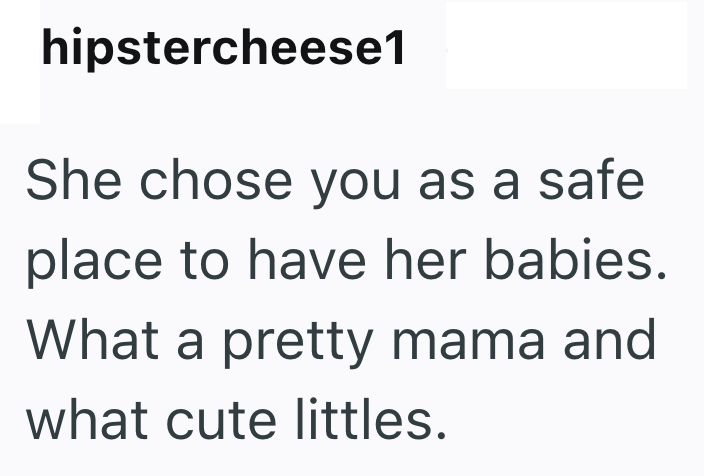 hipstercheese1 She chose you as a safe place to have her babies. What a pretty mama and what cute littles.