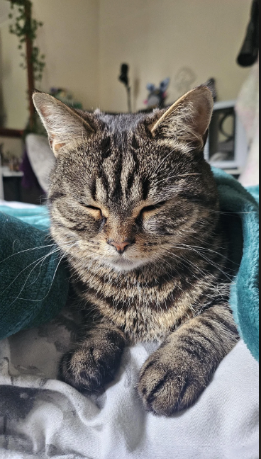 Cheezburger Image 10616147200