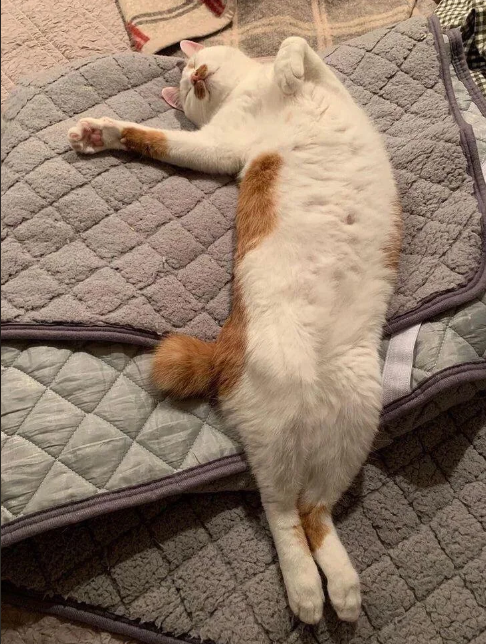 Cheezburger Image 10616147968