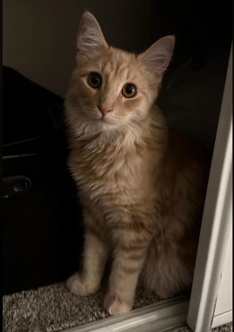 Cheezburger Image 10616148224