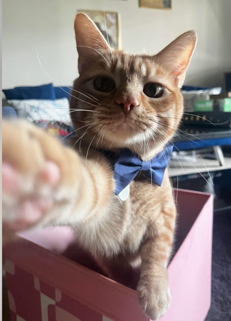 Cheezburger Image 10616148736