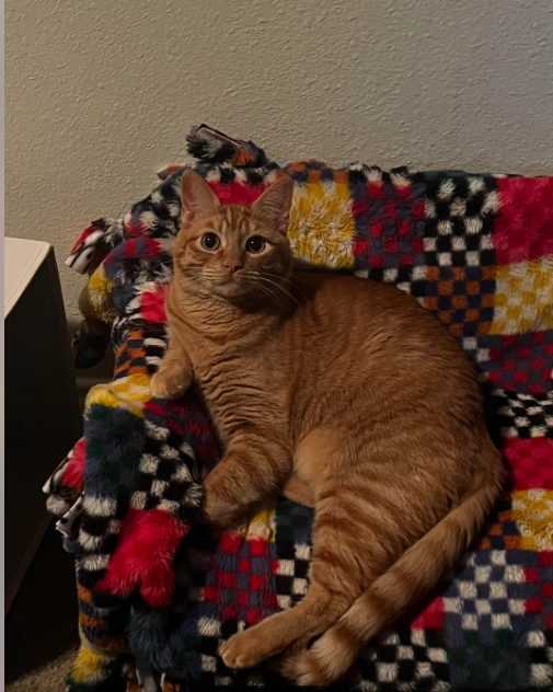 Cheezburger Image 10616149504