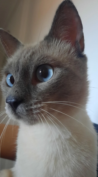 Cheezburger Image 10616150016