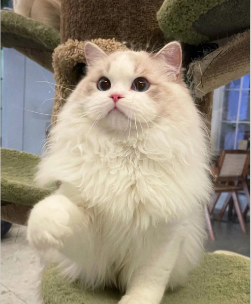 Cheezburger Image 10616150784