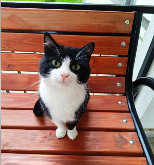 Cheezburger Image 10616151040