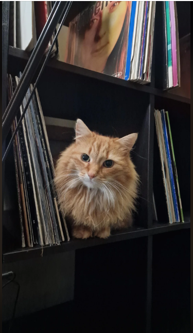 Cheezburger Image 10616151296