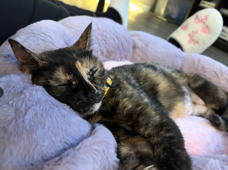 Cheezburger Image 10616152064