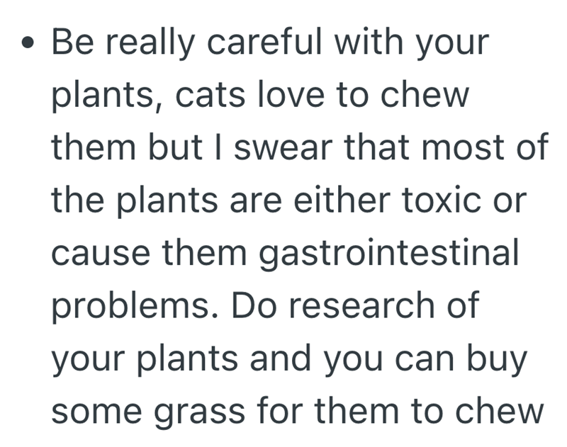 • Be really careful with your plants, cats love to chew them but I swear that most of the plants are either toxic or cause them gastrointestinal problems. Do research of your plants and you can buy some grass for them to chew